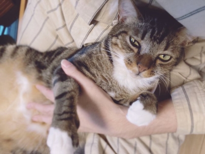 cat
